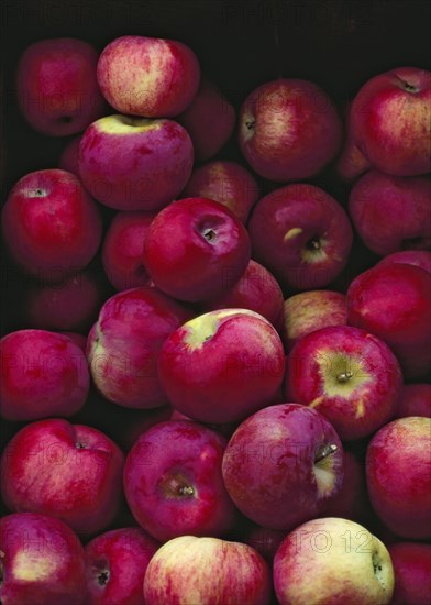 Apples