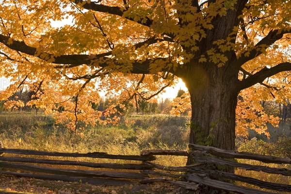 Sugar Maple (Acer saccharum)