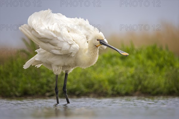 Spoonbill (Platalea leucorodia) Kiskunsag National Park