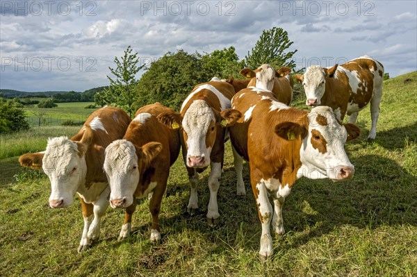 Female domestic cattle (Bos taurus) without horn