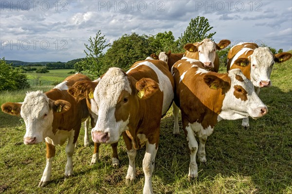 Female domestic cattle (Bos taurus) without horn