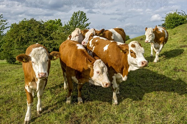 Female domestic cattle (Bos taurus) without horn