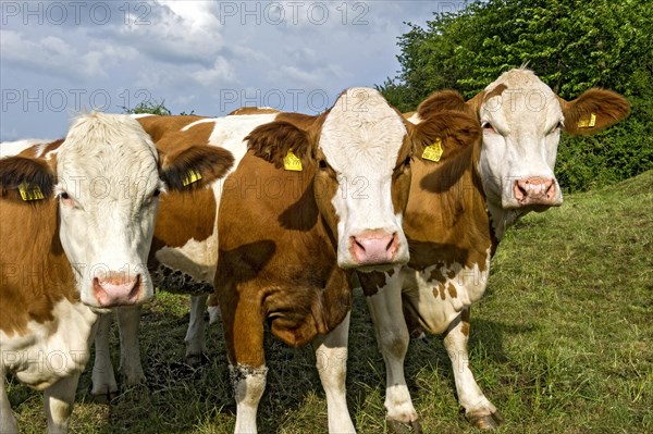 Female domestic cattle (Bos taurus) without horn