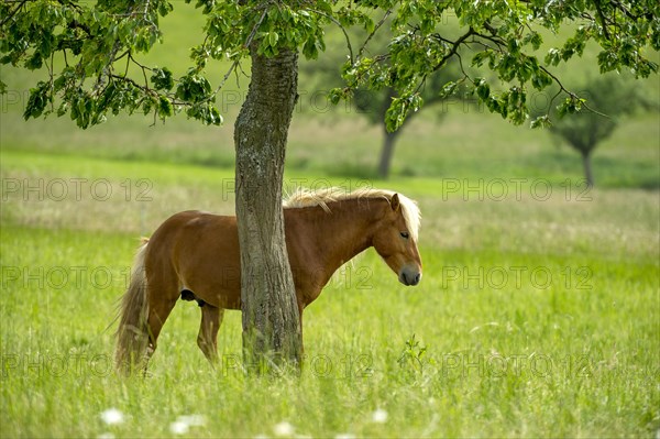 Horse