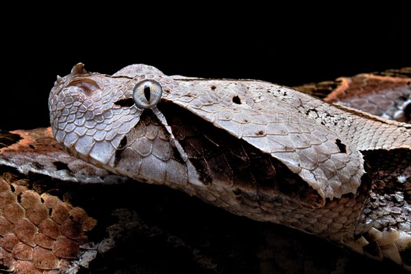 Gaboon viper (Bitis gabonica) Cameroun