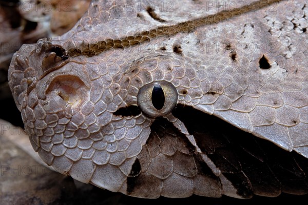 Gaboon viper (Bitis gabonica) Cameroun