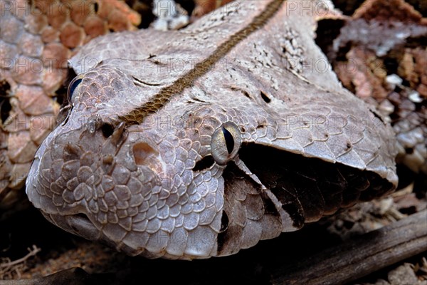 Gaboon viper (Bitis gabonica) Cameroun