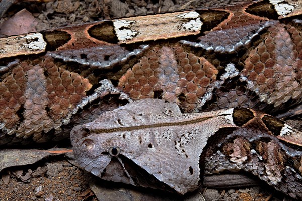 Gaboon viper (Bitis gabonica) Cameroun