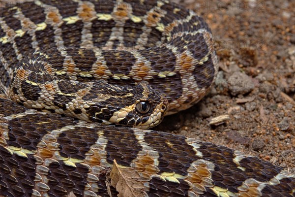 Swamp Viper (Proatheris superciliaris) Malawi