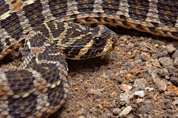 Swamp Viper (Proatheris superciliaris) Malawi