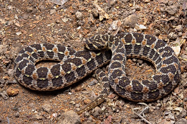 Swamp Viper (Proatheris superciliaris) Malawi