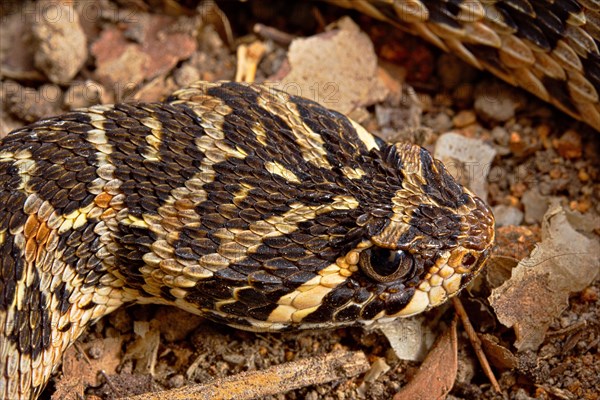 Swamp Viper (Proatheris superciliaris) Malawi