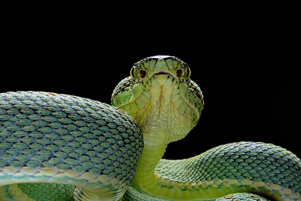 Forest Pit Viper (Bothriopsis bilineata) french guyana