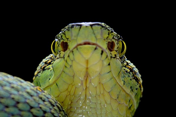 Forest Pit Viper (Bothriopsis bilineata) french guyana