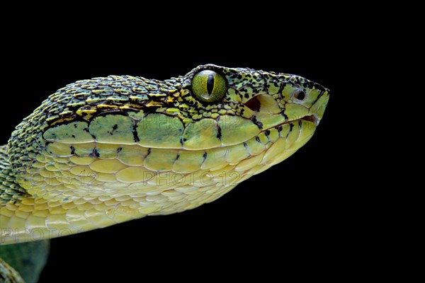 Forest Pit Viper (Bothriopsis bilineata) french guyana