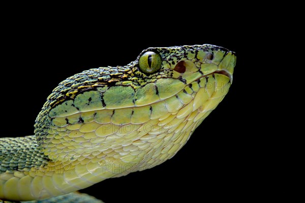 Forest Pit Viper (Bothriopsis bilineata) french guyana