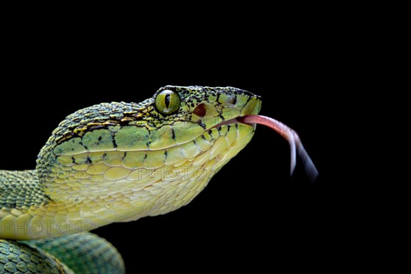 Forest Pit Viper (Bothriopsis bilineata) french guyana