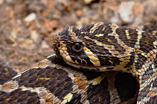 Swamp Viper (Proatheris superciliaris) Malawi