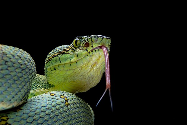 Forest Pit Viper (Bothriopsis bilineata) french guyana