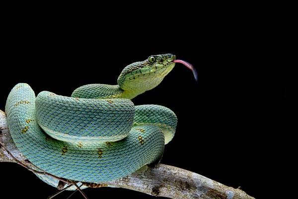 Forest Pit Viper (Bothriopsis bilineata) french guyana