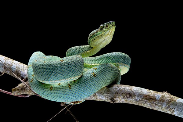 Forest Pit Viper (Bothriopsis bilineata) french guyana