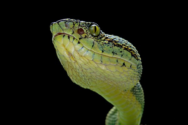 Forest Pit Viper (Bothriopsis bilineata) french guyana