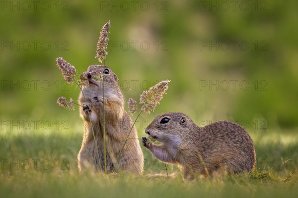 European ground squirrel (Spermophilus citellus) grass seed stands