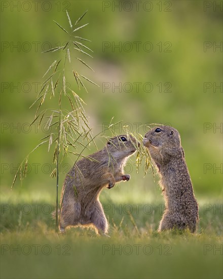 European gopher (Spermophilus citellus) feeding on wild oats