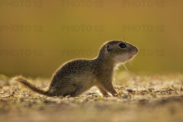 European gopher (Spermophilus citellus) juvenile in sunset