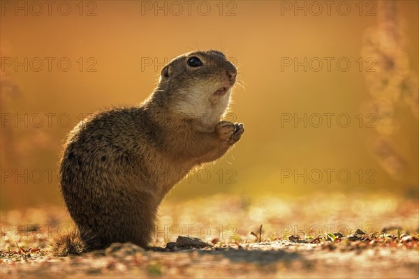 European ground squirrel (Spermophilus citellus) sunset