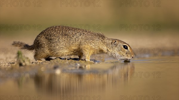 European gopher (Spermophilus citellus) drinking