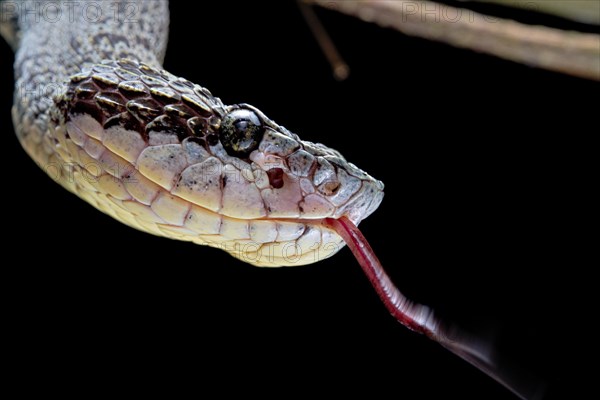 Forest Pitviper (Bothrops chloromelas) Peru