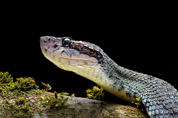 Forest Pitviper (Bothrops chloromelas) Peru