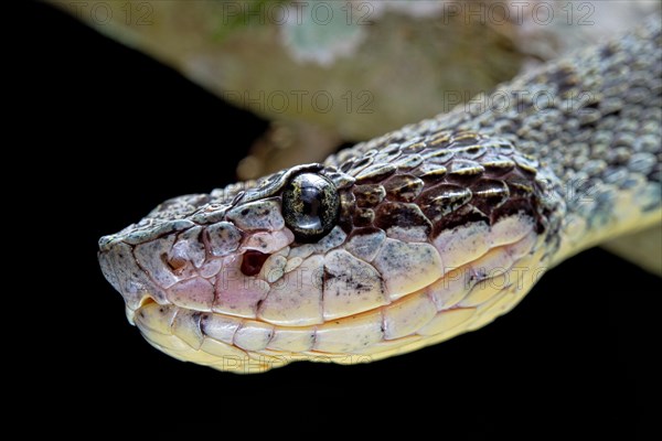 Forest Pitviper (Bothrops chloromelas) Peru