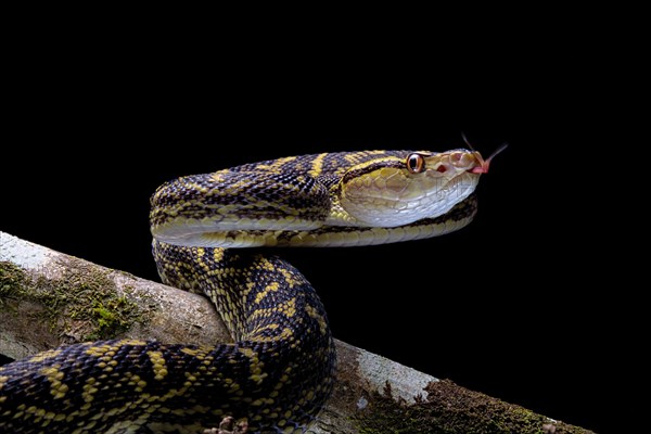 Habu (Protobothrops flavoviridis) Okinawa