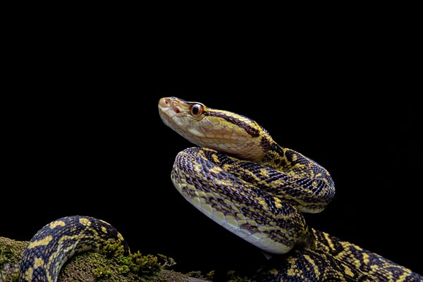 Habu (Protobothrops flavoviridis) Okinawa