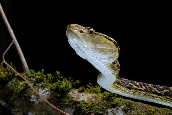 Habu (Protobothrops flavoviridis) Okinawa