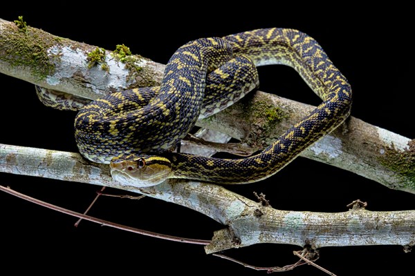 Habu (Protobothrops flavoviridis) Okinawa