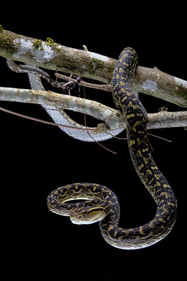 Habu (Protobothrops flavoviridis) Okinawa