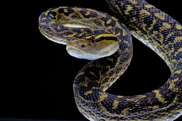 Habu (Protobothrops flavoviridis) Okinawa