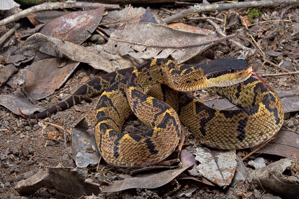 Black headed bushmaster (Lachesis melanocephala) Costa Rica