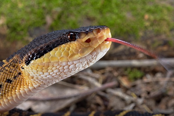 Black headed bushmaster (Lachesis melanocephala) Costa Rica