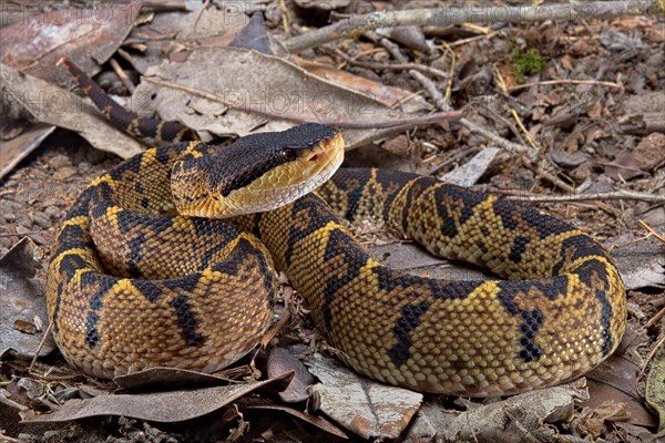 Black headed bushmaster (Lachesis melanocephala) Costa Rica