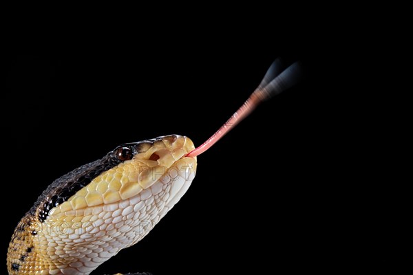 Black headed bushmaster (Lachesis melanocephala) Costa Rica