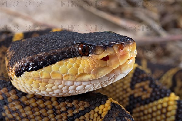 Black headed bushmaster (Lachesis melanocephala) Costa Rica