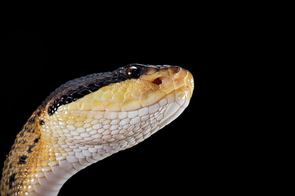 Black headed bushmaster (Lachesis melanocephala) Costa Rica