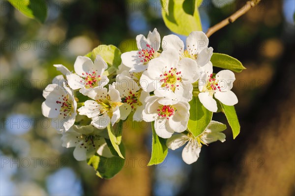 Close up of pear tree blossoms in spring