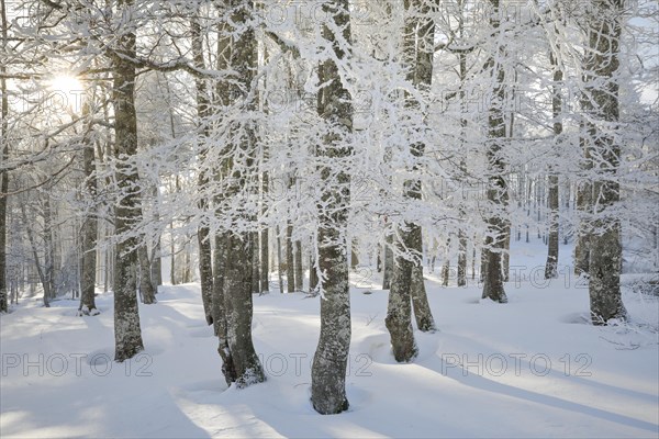 Deep snowy beech forest in Neuchatel Jura