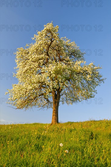 Solitary tree