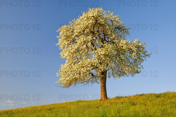 Solitary tree